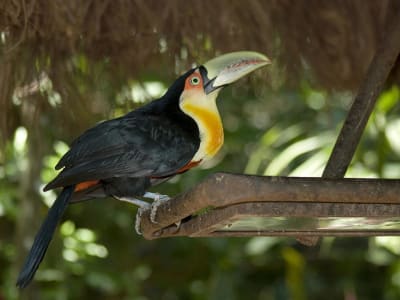 Expedición aérea de descubrimiento de Iguazú 12 días y 11 noches - 3