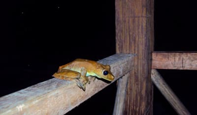 Aventura en la selva amazónica de Iquitos 3D/2N - 8
