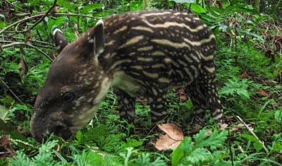 Aventura en la selva amazónica de Iquitos 3D/2N - 12