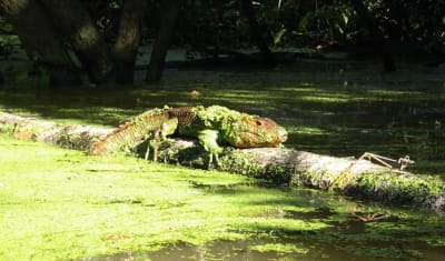 Aventura en la selva amazónica de Iquitos 3D/2N - 13