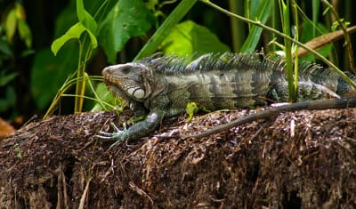 Aventura en la selva amazónica de Iquitos 4D/3N - 11