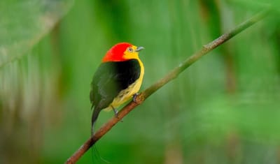 Aventura en la selva amazónica de Iquitos 4D/3N - 15