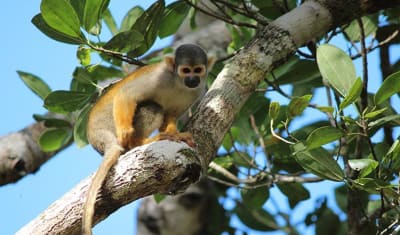 Aventura en la selva amazónica de Iquitos 4D/3N - 16