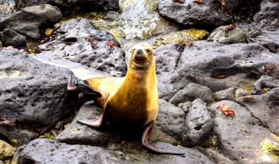 Aventura de salto de isla en isla por Galápagos 5D/4N - 4