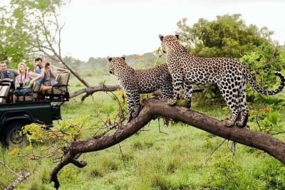 Kruger National Park 3D/2N - 4