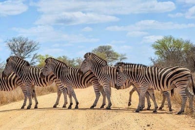 Kruger National Park 4D/3N - 5