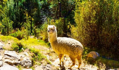 Lake Titicaca & Isla del Sol Adventure 2D/1N (La Paz to La Paz) - 10
