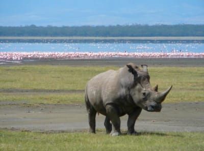 Safari interactivo por los lagos y Masai Mara (5 días y 4 noches) (Masai Mara, lago Nakuru y lago Naivasha) - 4
