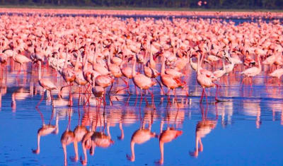 Masai Mara Interactivo y Safari por el Lago Nakuru 4D/3N - 3