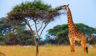 Masai Mara Interactivo y Safari por el Lago Nakuru 4D/3N - 5