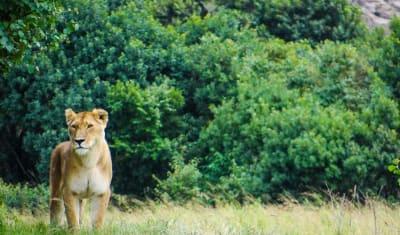 Safari Interactivo Masai Mara 3D/2N - 11