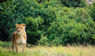 Masai Mara interactivo, lago Nakuru y Safari Amboseli 6D/5N - 6