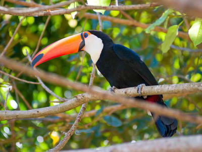Aventura Pantanal, Bonito e Iguazú 9D/8N (desde Campo Grande) - 17