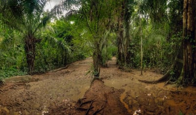 Puerto Maldonado Amazon Eco-Lodge 3D/2N (desde Puerto Maldonado) - 6