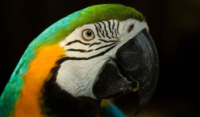 Puerto Maldonado Amazon Eco-Lodge 3D/2N (desde Puerto Maldonado) - 8