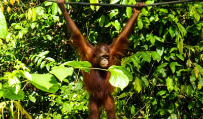 Sandakan Orangutan Experience 4D/3N - 5
