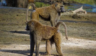 Serengeti & Ngorongoro Safari 4D/3N - 4