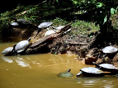 Aventura en Tena Amazon Eco-Lodge 4D/3N - 7