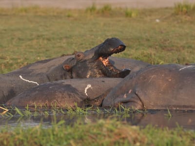 Victoria Falls & Chobe Adventure 4D/3N (from Livingstone) - 4