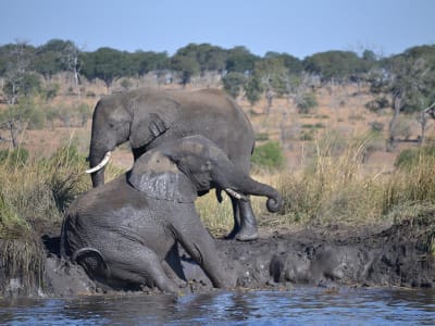 Victoria Falls & Chobe Adventure 4D/3N (from Victoria Falls) - 3
