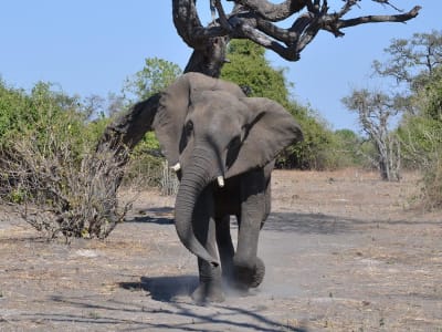 Victoria Falls & Chobe Adventure 4D/3N (from Victoria Falls) - 6