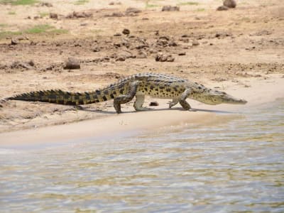 Victoria Falls & Chobe Adventure 4D/3N (from Victoria Falls) - 10