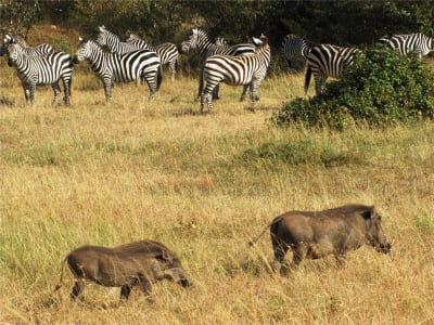 Safari de aventura en 4x4 por Kenia y Tanzania 12D/11N - 10