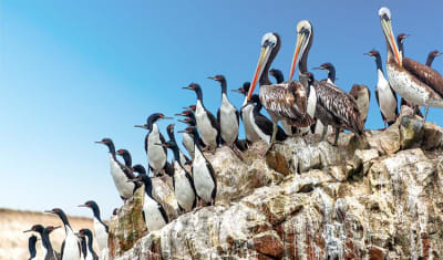 Excursión de un día a las Islas Ballestas y la Reserva Nacional de Paracas (desde Paracas) - 3