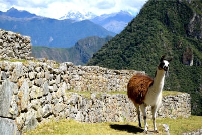 Aventura en tren a Machu Picchu - 10