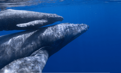 Baja's Whale Wonders & La Paz Escapades 6D/5N - 2