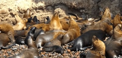 Excursión de un día a las Islas Ballestas y la Reserva Nacional de Paracas (desde Paracas) - 2