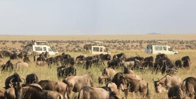 Serengeti & Ngorongoro Safari 4D/3N - 2