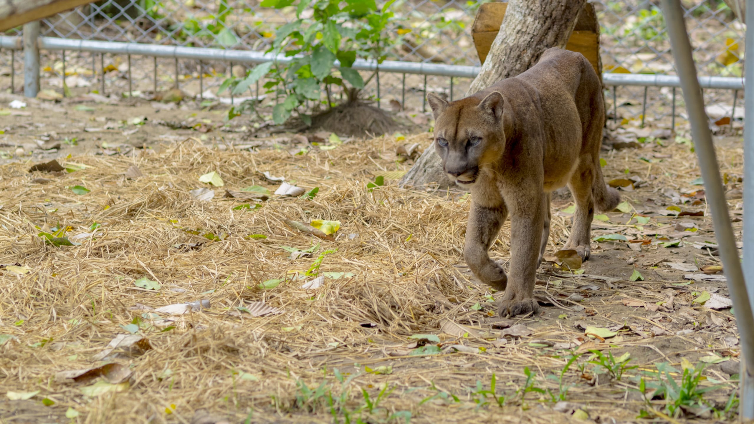 Puerto Maldonado Amazon Eco-Lodge 5D/4N (from Puerto Maldonado) - 22
