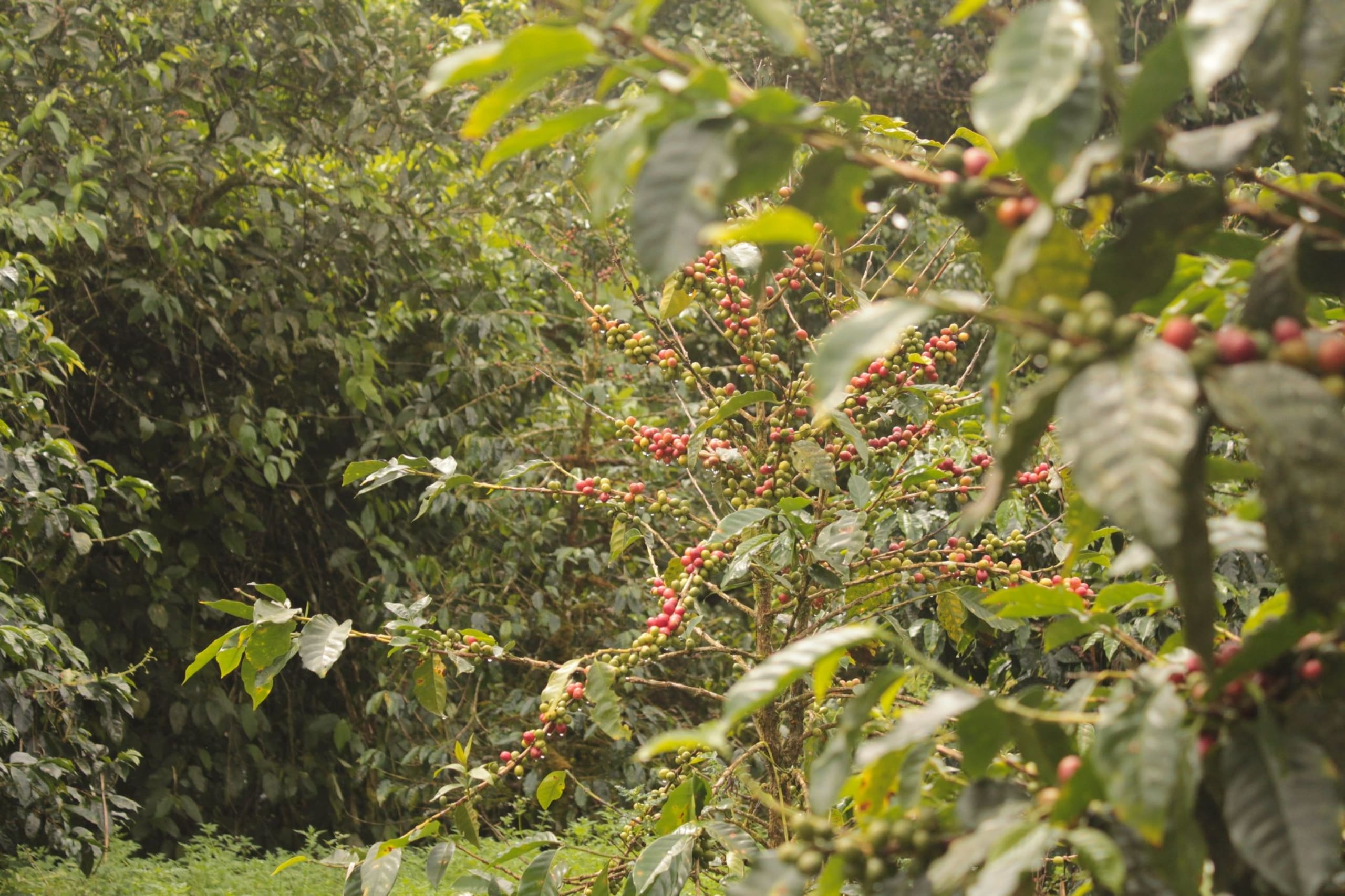 Discover the Unseen Panama 13D/12N - 46