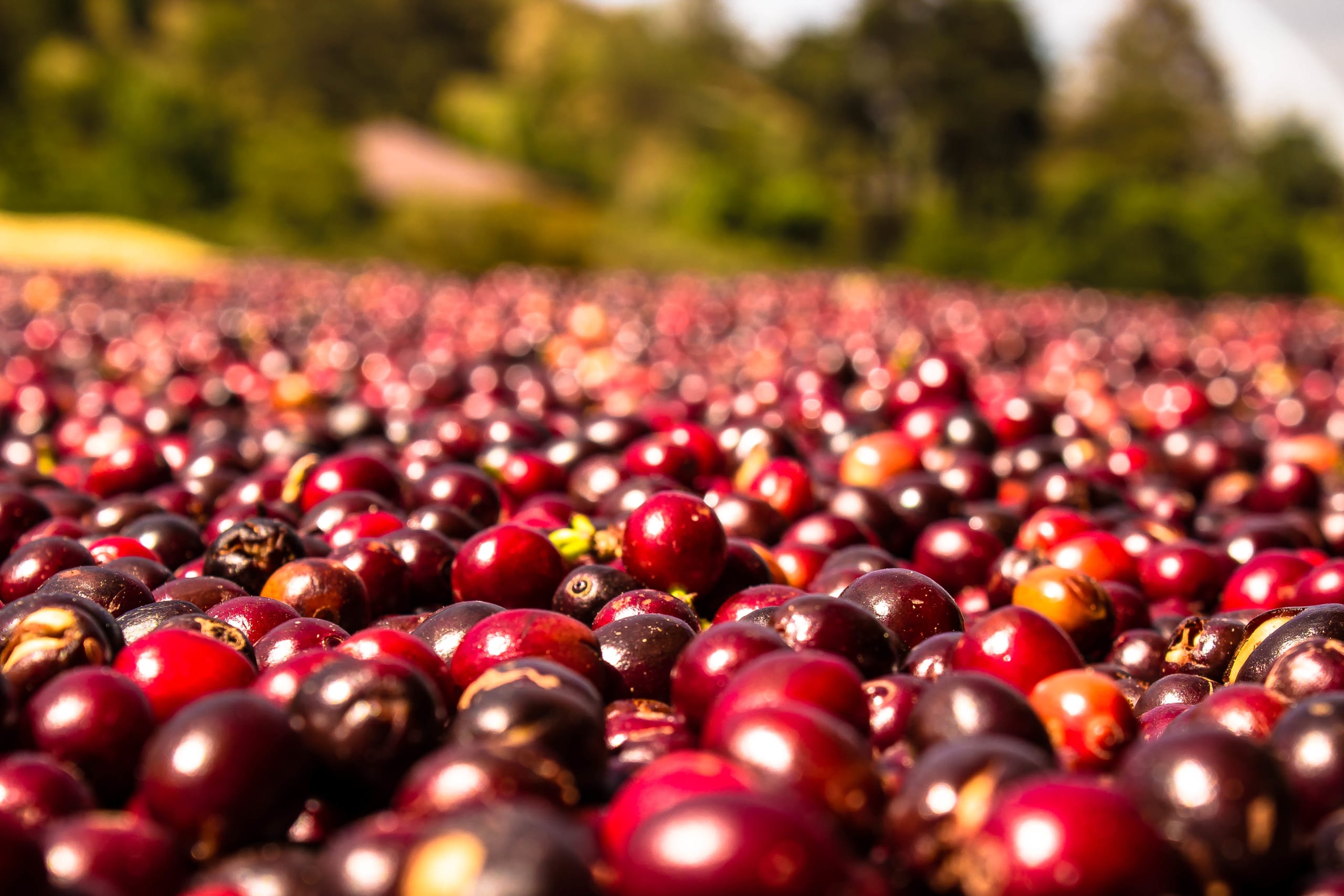 Discover the Unseen Panama 13D/12N - 14