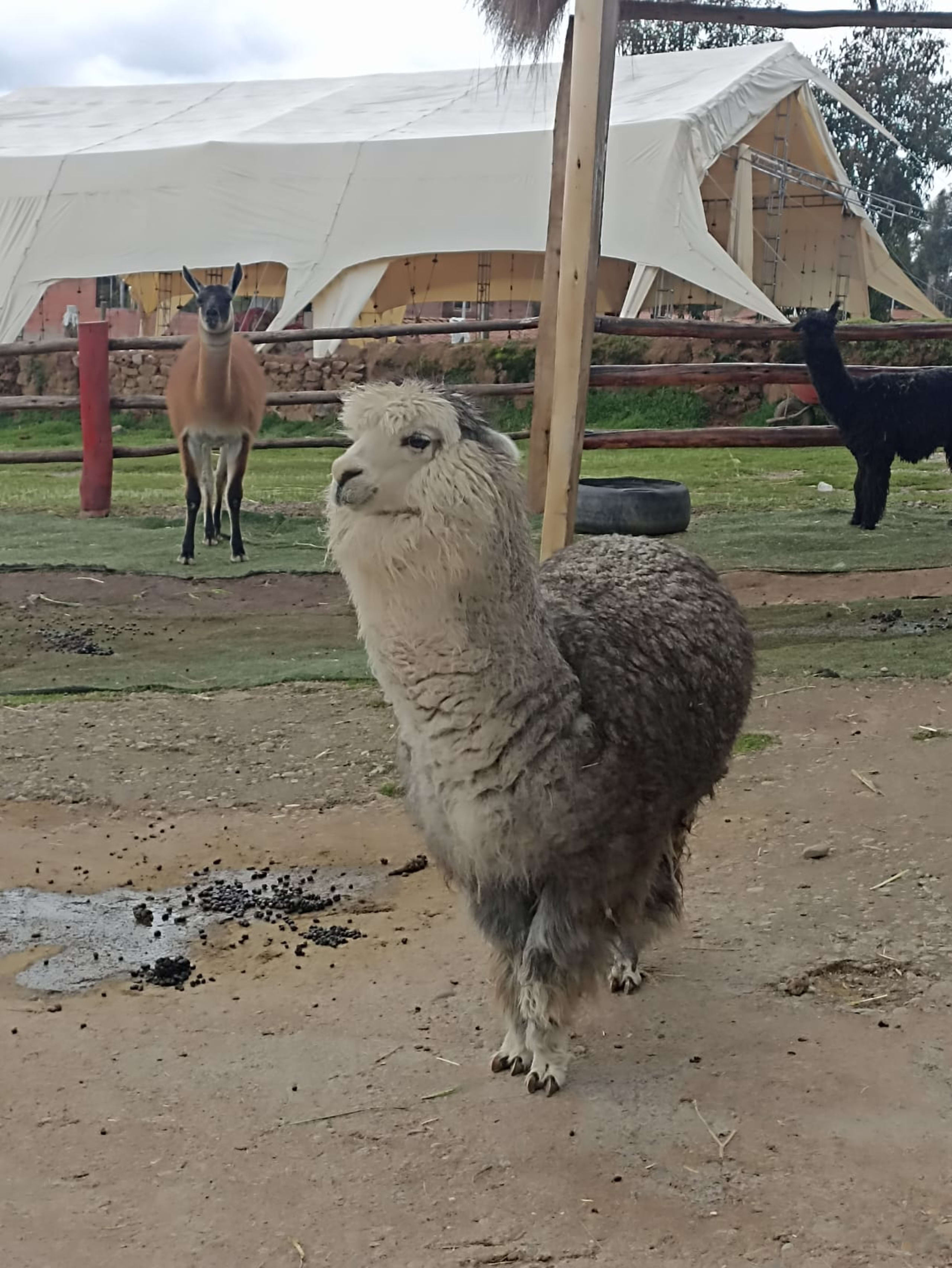 The Unique City Tour: Inca Trail, Alpacas & Ruins - 18