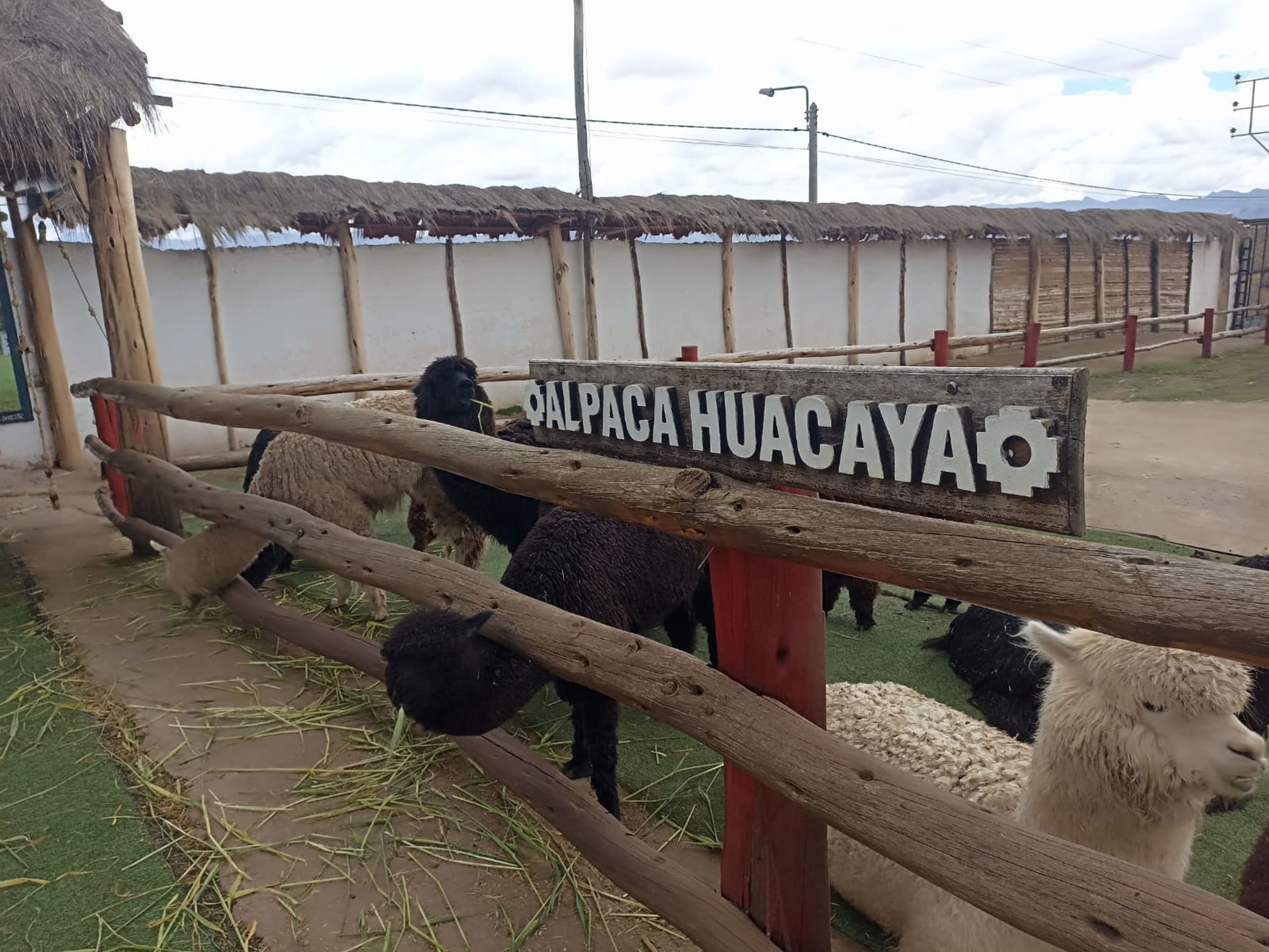 The Unique City Tour: Inca Trail, Alpacas & Ruins - 6