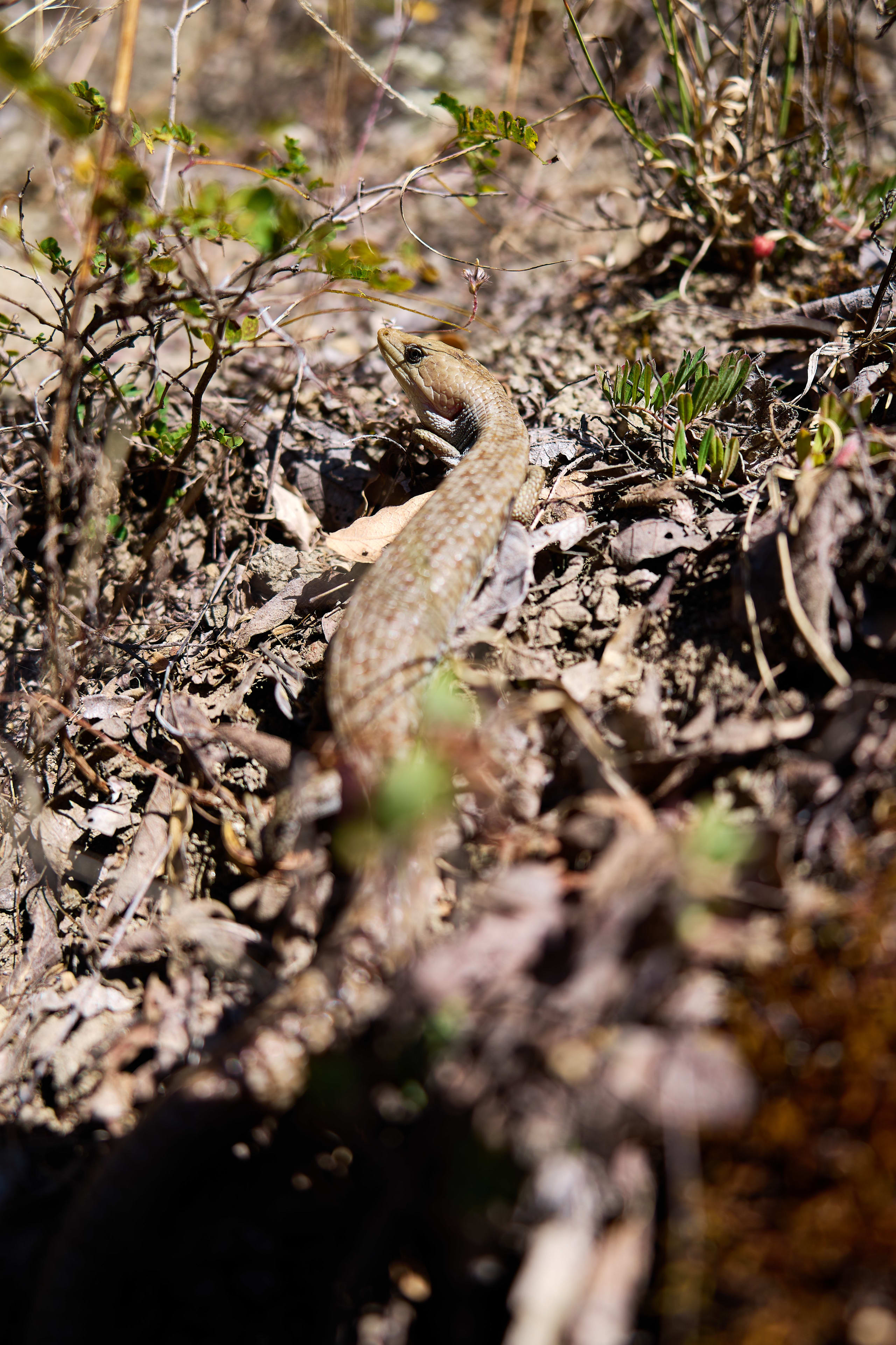 Oaxacan Mountain Metamorphosis Hike 2D/1N - 34