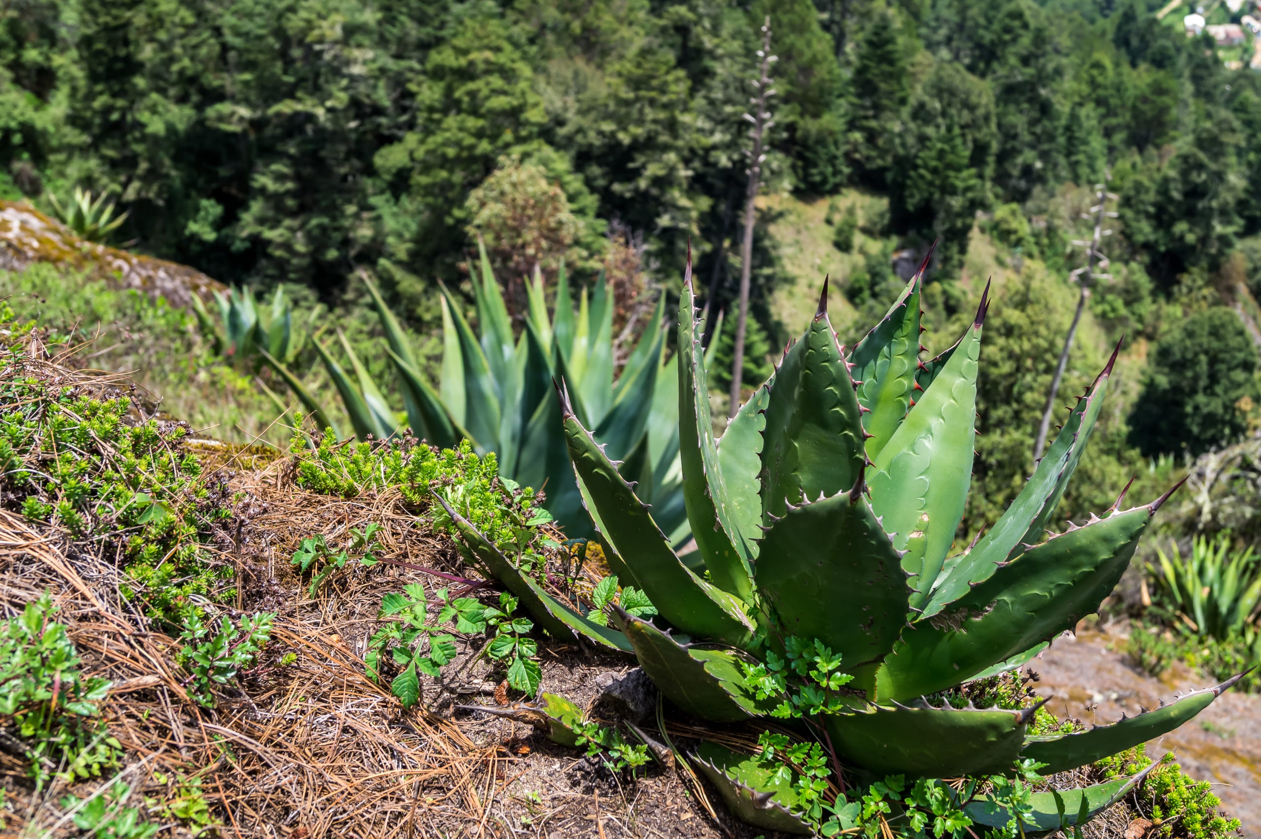 Oaxacan Mountain Metamorphosis Hike 2D/1N - 77