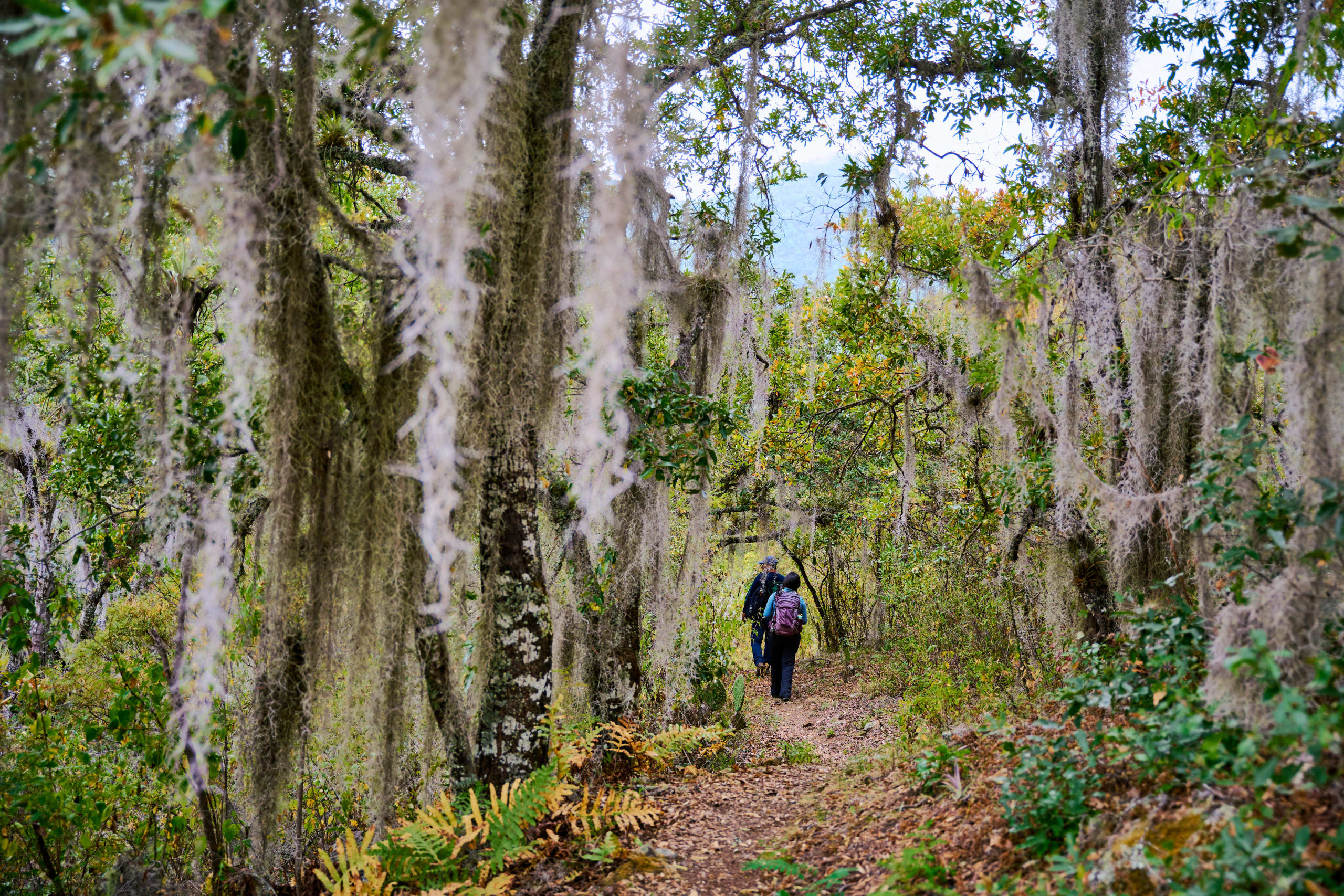 Oaxacan Mountain Metamorphosis Hike 2D/1N - 87