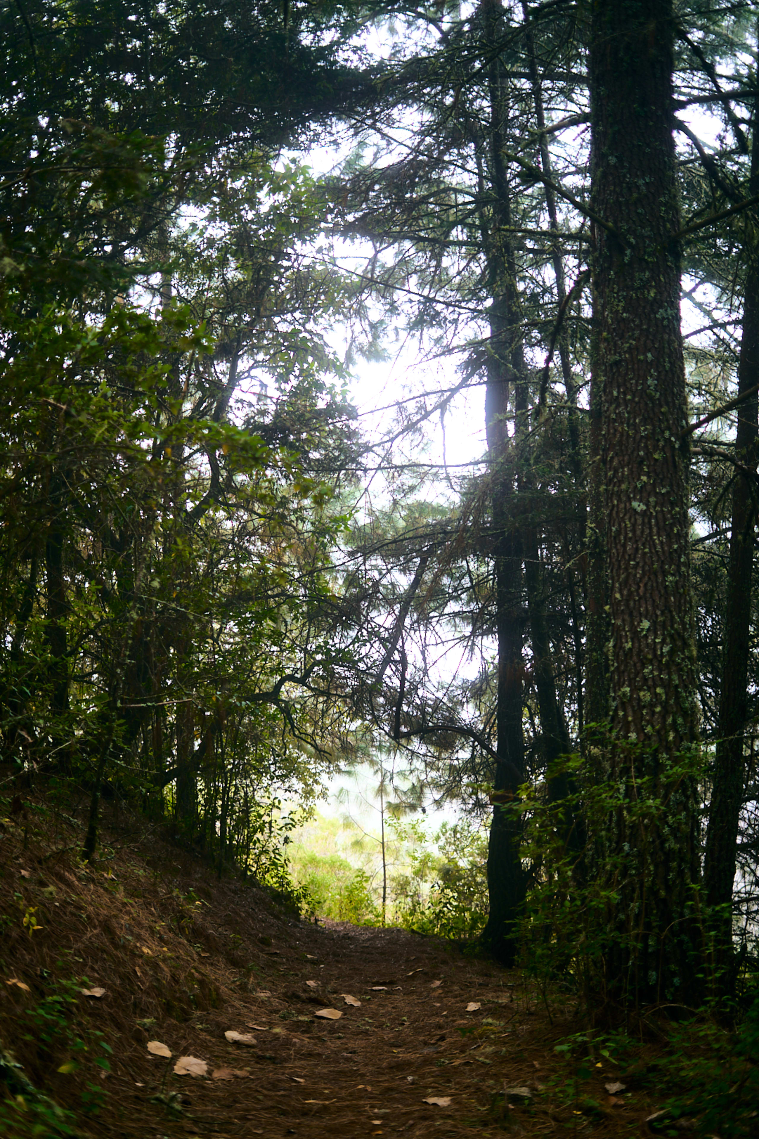 Marvels of Llano Grande & Cuajimoloyas 3D/2N - 18