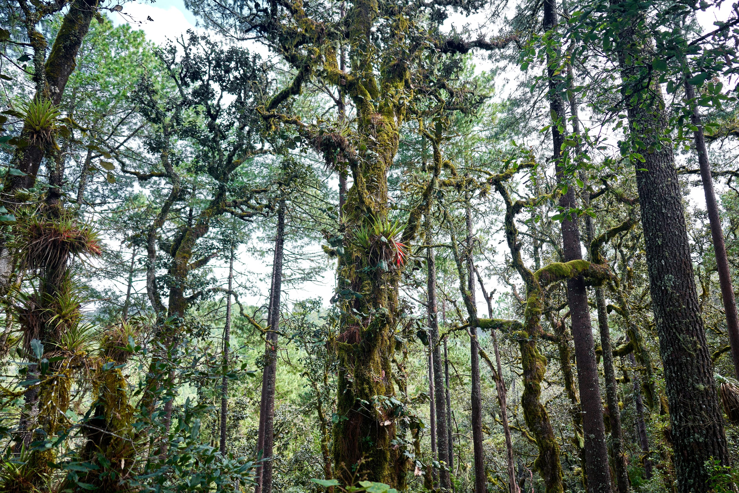 Marvels of Llano Grande & Cuajimoloyas 3D/2N - 4