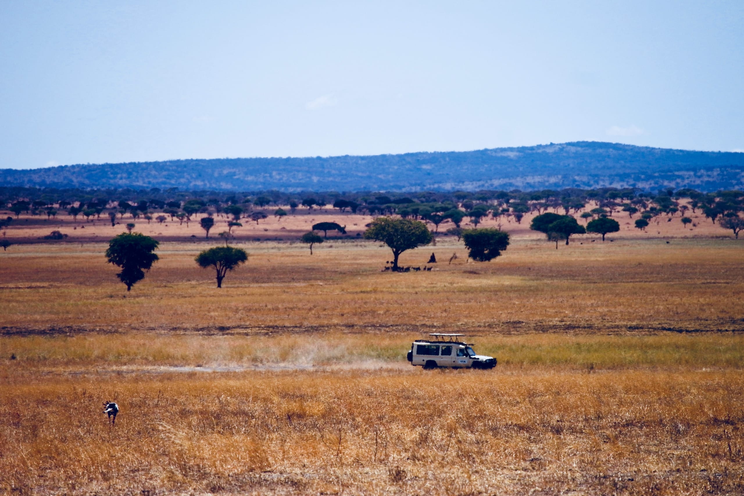 Highlights of Tanzania Safari 5D/4N (Tarangire, Serengeti & Ngorongoro) - 27