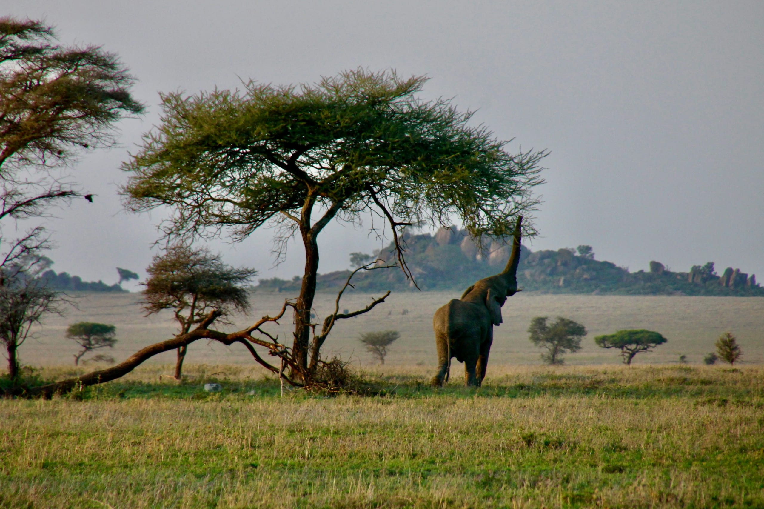 Highlights of Tanzania Safari 5D/4N (Tarangire, Serengeti & Ngorongoro) - 25