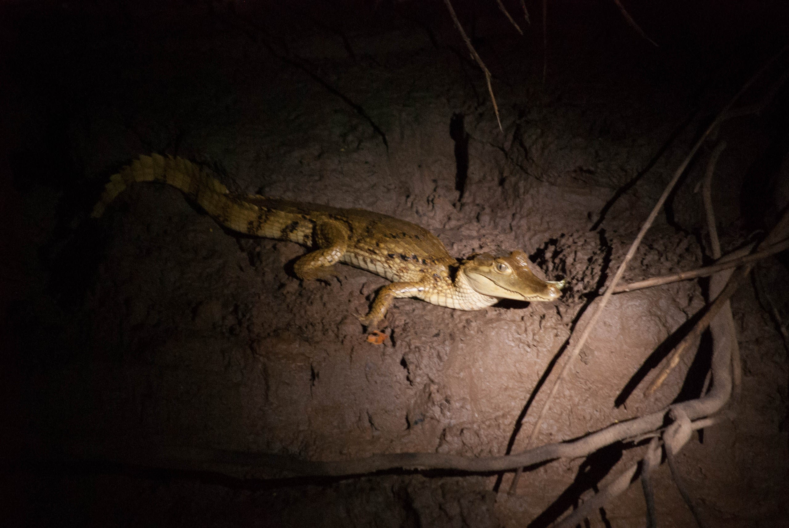 Puerto Maldonado Amazon Eco-Lodge 4D/3N (from Puerto Maldonado) - 39