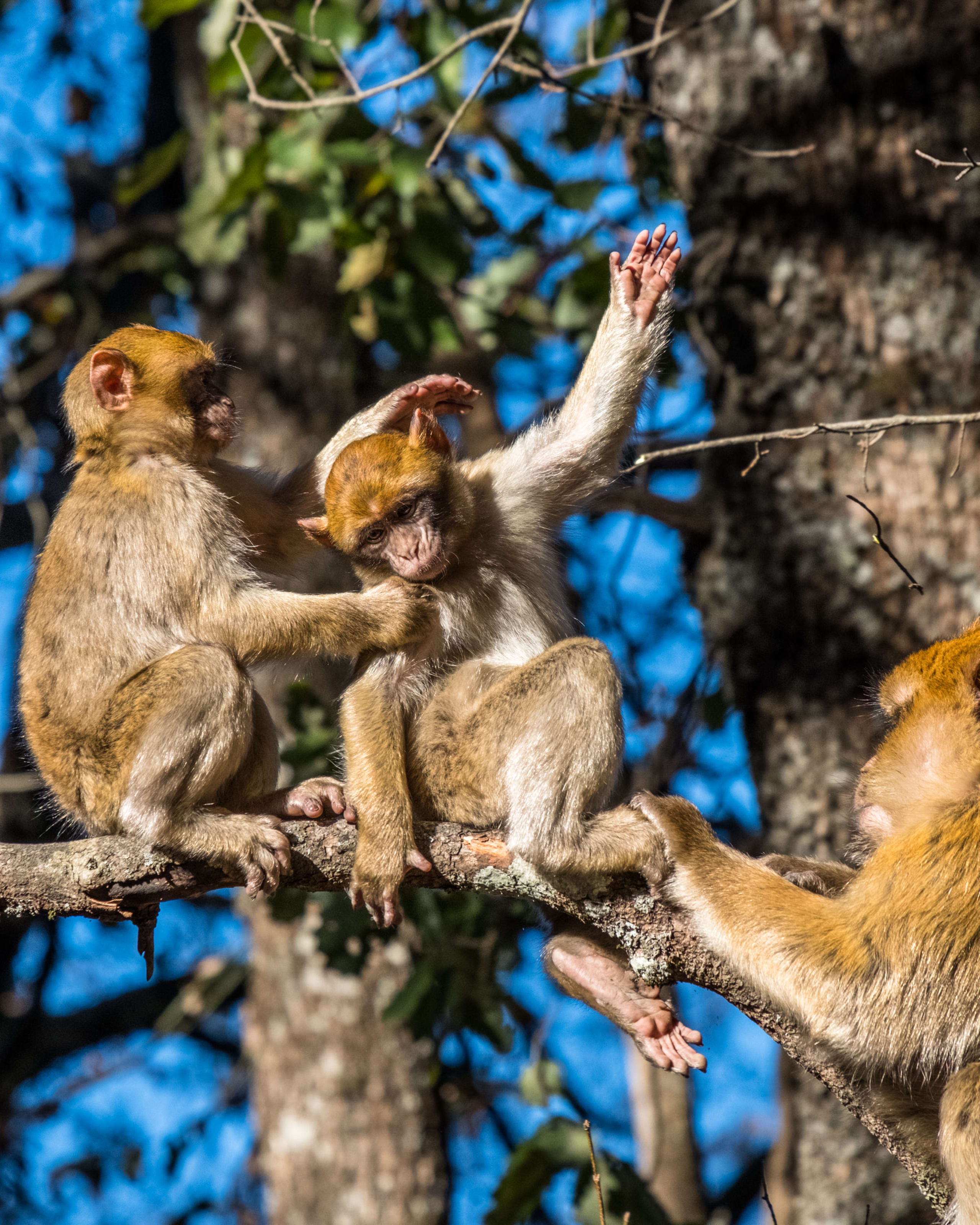 Morocco Honeymoon Journey: Marrakech, Sahara, Chefchaouen - 24