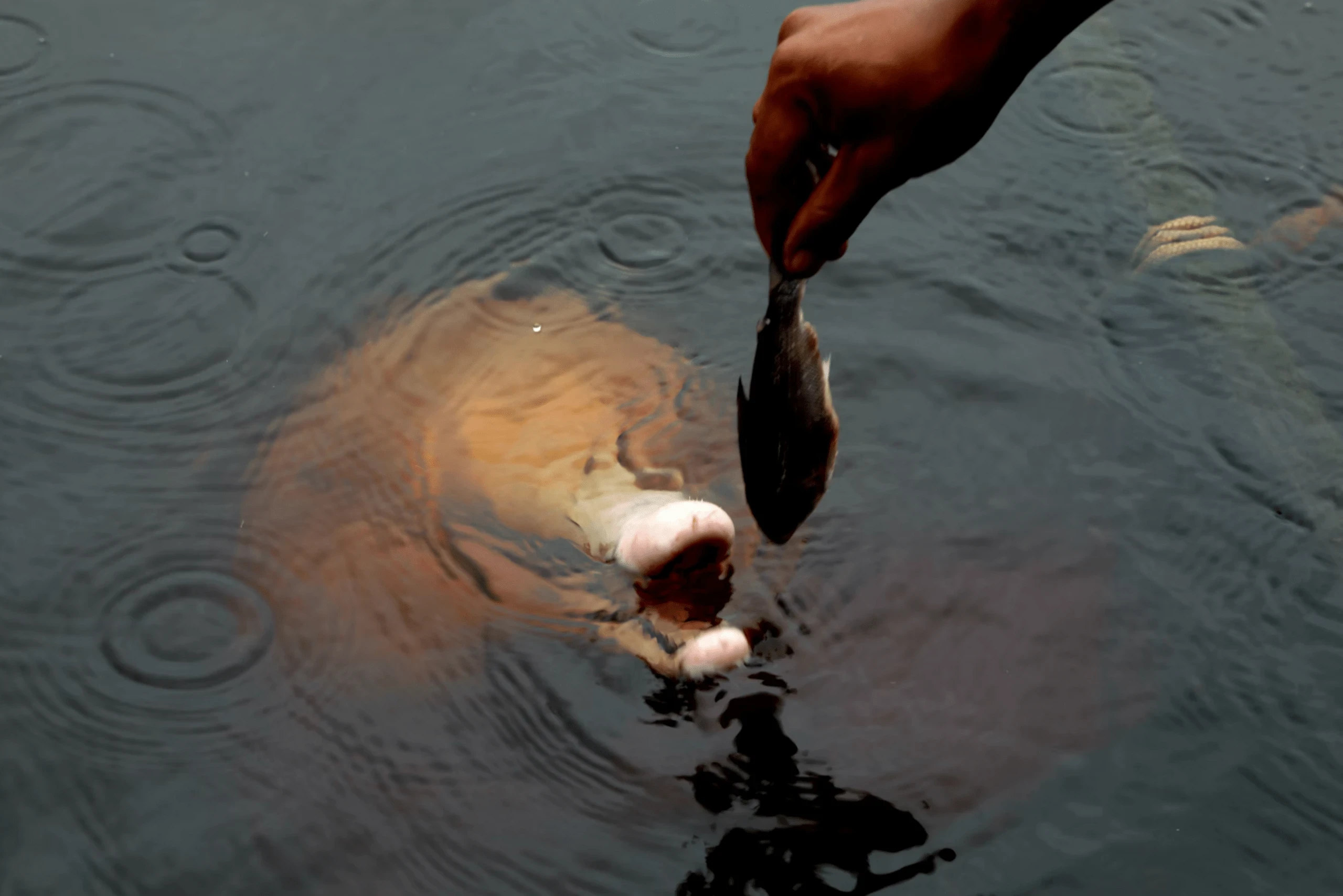 Manaus Amazon Jungle Adventure 4D/3N - 8