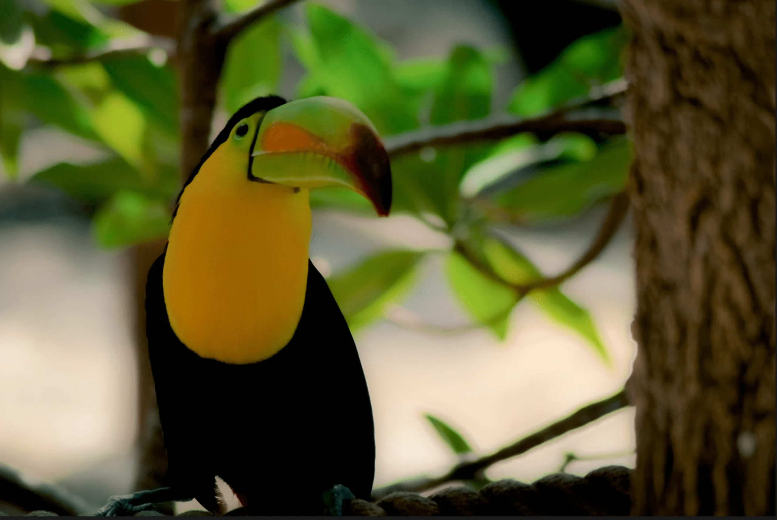 Manaus Amazon Jungle Adventure 4D/3N - 12