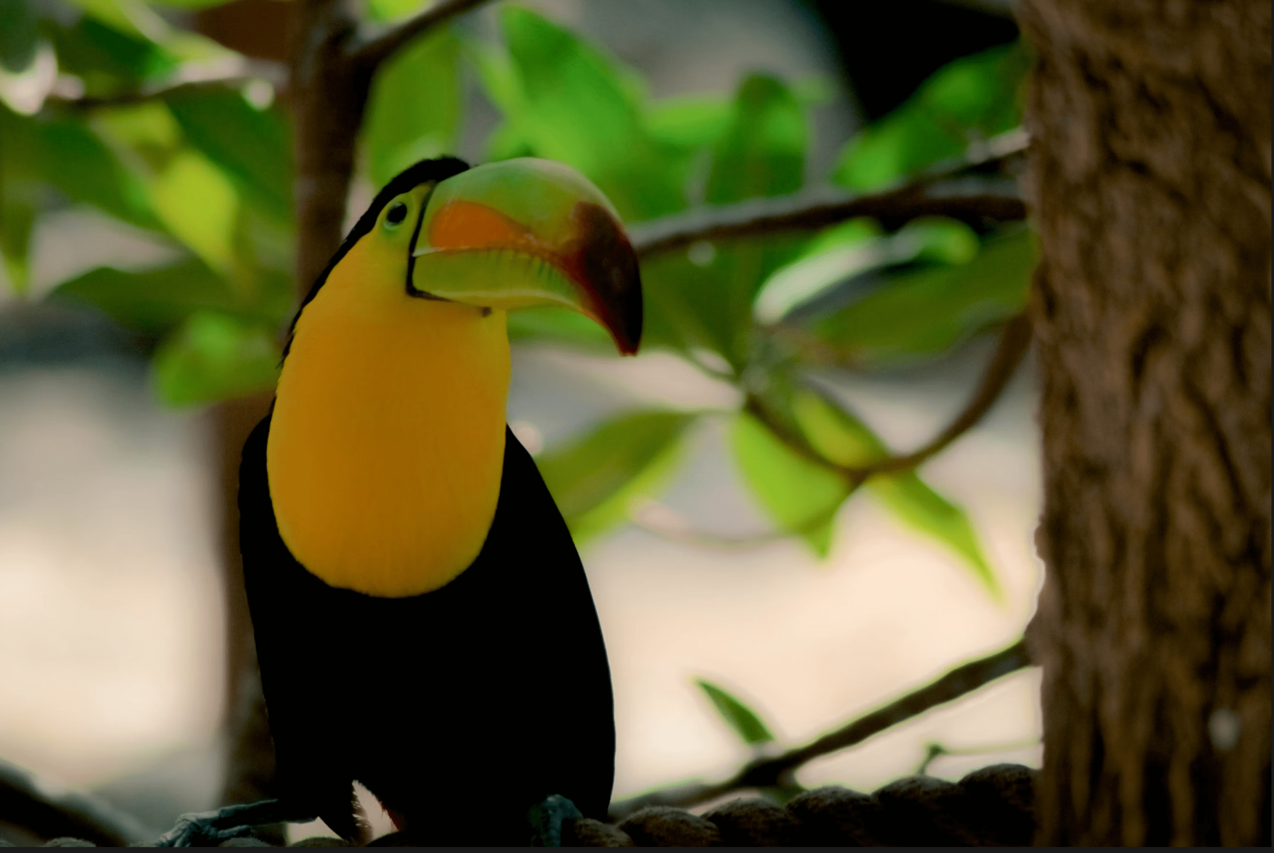 Manaus Amazon Jungle Adventure 4D/3N - 7