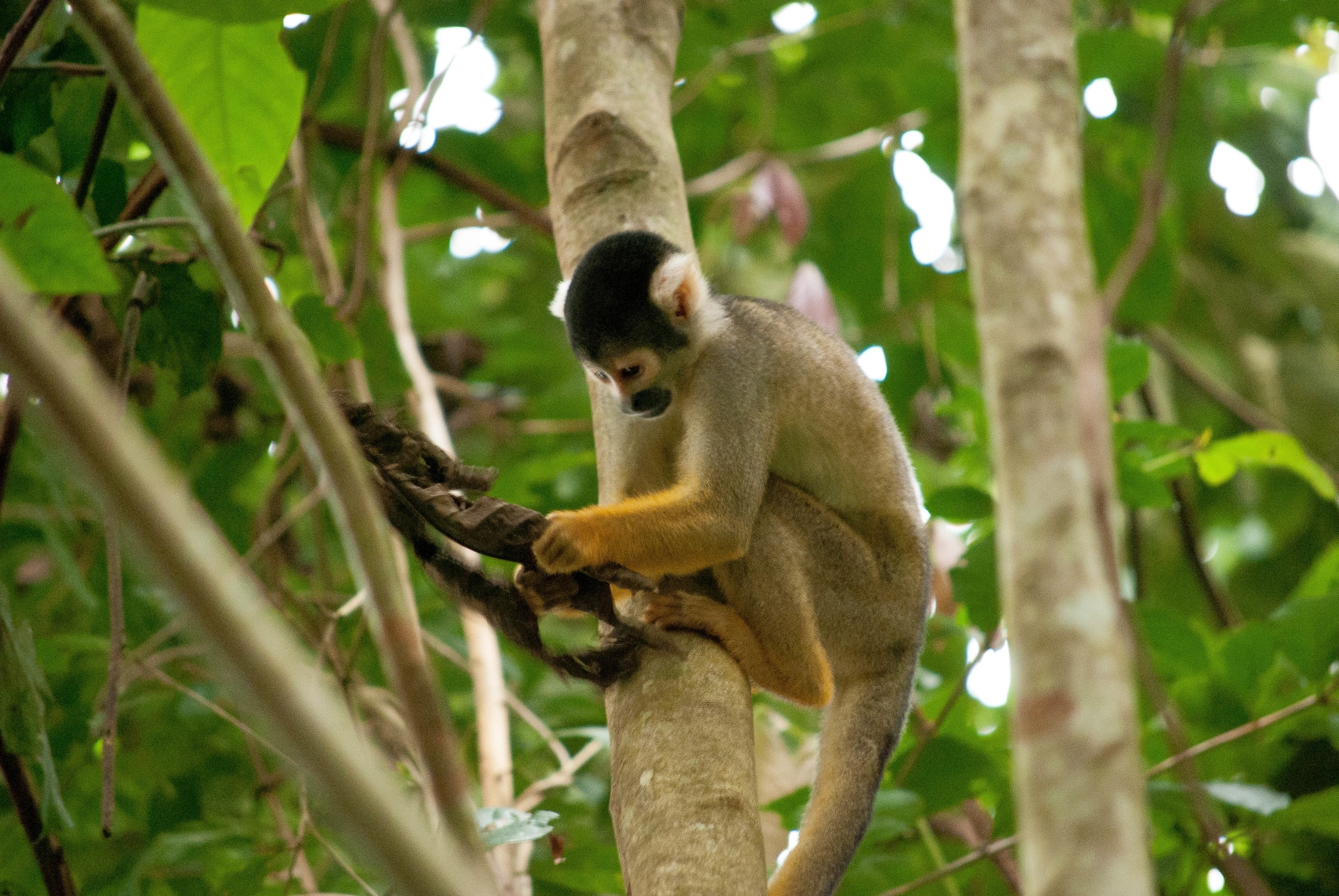 Puerto Maldonado Amazon Eco-Lodge 3D/2N (from Puerto Maldonado) - 18